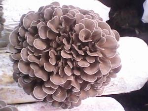 灰樹花